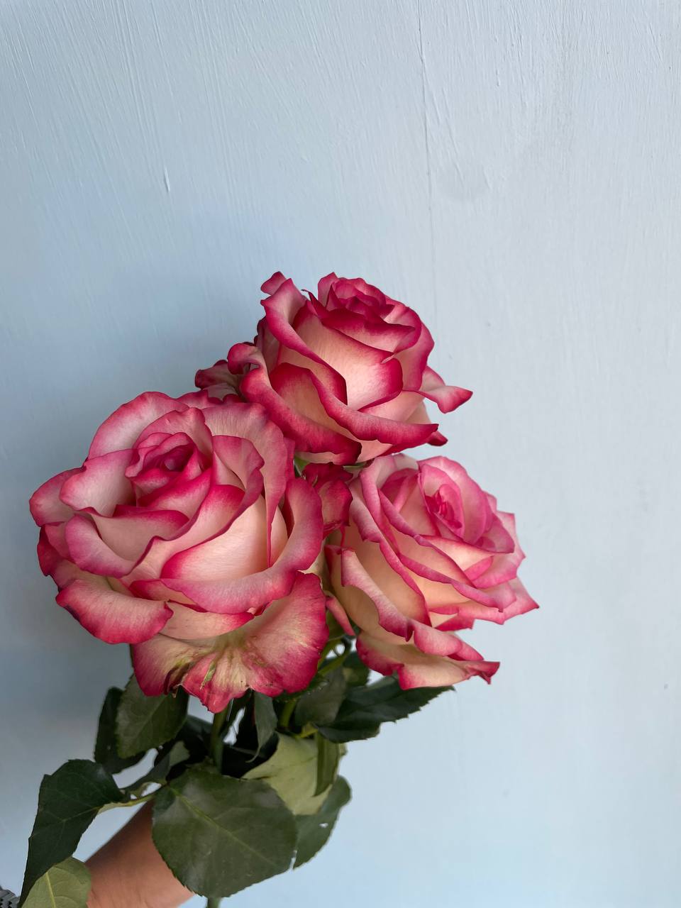 Роза Блаш 40 см